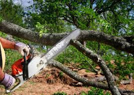 Best Tree Preservation Services  in Fairview, UT