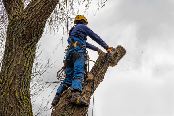 Best Palm Tree Trimming  in Fairview, UT