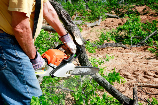 Fairview, UT Tree Removal Company